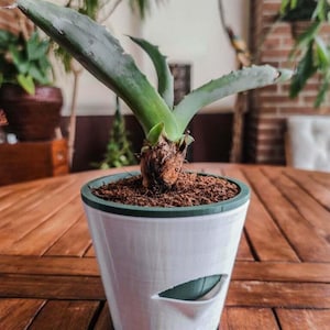 Puede incluir: Una planta suculenta en maceta con hojas largas y verdes. La planta está en una maceta blanca con un borde verde y un recorte en forma de hoja. La maceta está sobre una mesa de madera.