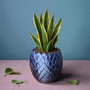 Op de afbeelding: Een slangplant in een getextureerde, blauwe, eivormige pot. De plant heeft groen en geel gestreepte bladeren. Twee groene bladeren liggen voor de pot. De achtergrond is een blauwgroene kleur. De pot is waarschijnlijk van keramiek.