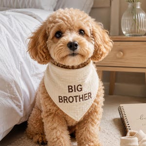 Könnte beinhalten: Ein hellbrauner, lockiger Hund trägt ein cremefarbenes, dreieckiges Halstuch mit dem in dunkelbraunen Buchstaben gestickten Text BIG BROTHER. Der Hund hat ein weiches, strukturiertes Fell und sitzt aufrecht mit neutralem Gesichtsausdruck da.