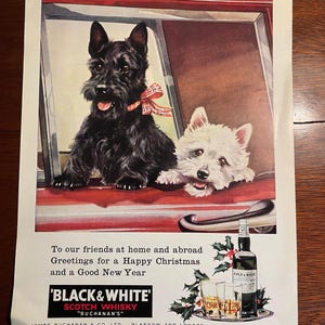 Original Black & White Whisky Magazine Proof Advert. Christmas featuring Scottie and Westie