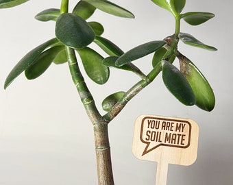 Wood plant sticks, funny plant stakes, wooden plant markers, plant quotes, indoor plant stakes