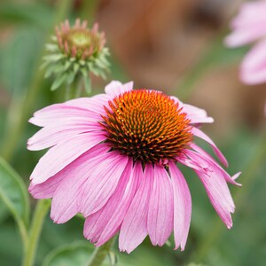 Freeze-Dried Echinacea – Herbal Tea & Wellness Herb