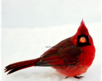 Cheese - Ruby red Winter decoration ruby Red and white Male Cardinal In Snow Fine Art Print 8x8