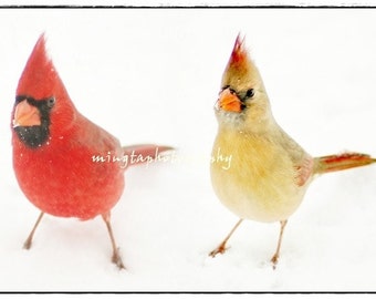 Cardinal Couple in Snow - Winter Snow and White Christmas Decoration cardinals nursery art decor angry birds holiday gift idea