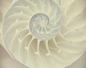 Ocean Dreaming - Nautilus Shell Ocean treasury Beach treasury Ocean is calling Beach bum Love ocean for her  Beach house Fine Art  Print