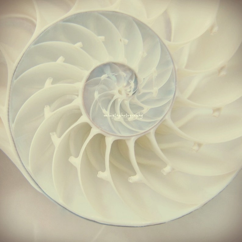 Ocean Dreaming Nautilus Shell Ocean treasury Beach treasury Ocean is calling Beach bum Love ocean for her Beach house Fine Art Print image 1