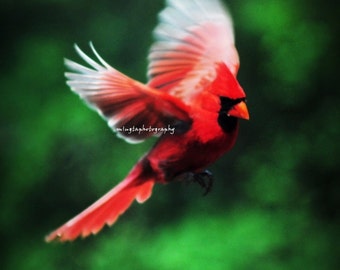 Cardinal In Flight -  Cardinal red Male Cardinal Christmas red and green Fly with me Flying to you ruby red angry bird Fine Art Print