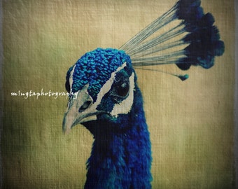 Peekaboo.. I see you Peacock Bunte Federn Exotisch Farben türkis blau pfauenaugen home decoration Liebe Federn Fine Art Print 8x8