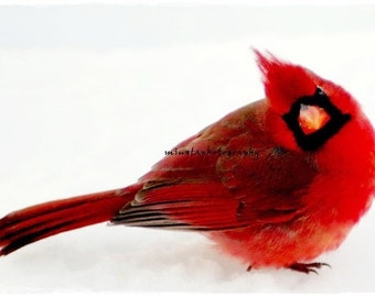 Yes  Dear -Ruby red and snow white nursery Cardinal red and snow white Christmas color ruby Male Cardinal In Snow Fine Art Print 8x8