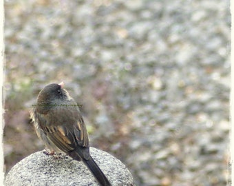 Scouting - Junco Bird back yard friend feathered friend bird watching cute bird Fine Art Print 8x8