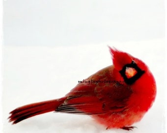 Yes Dear - Ruby red and snow white Cardinal  Winter decoration Snow white and Ruby red Male Cardinal black and white photography 8x 10