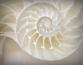 Ocean Dreaming - Nautilus Shell Beach treasury Ocean is calling Beach bum Beach house decor Summer Fine Art Print 8x10