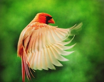 Cardinal in Flight -  Male Cardinal flying Birdy Nature decoration Love nature Birder nursery decor Fine Art Print 8x8