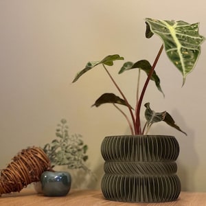 Op de afbeelding: Een groene plant in een pot met bonte bladeren in een donkergroene, getextureerde keramische pot. De plant heeft rode stengels en staat op een houten oppervlak.