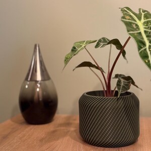 Op de afbeelding: Een groene en witte plant met rode stengels in een donkergrijze, getextureerde pot. De pot heeft een spiraalvormig ontwerp.