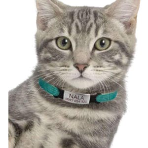 May include: A grey tabby cat wearing a teal collar with a silver-toned metal identification tag. The tag is engraved with the name NALA and the phone number 0987 654 321. The collar features black plastic hardware and a textured teal strap.