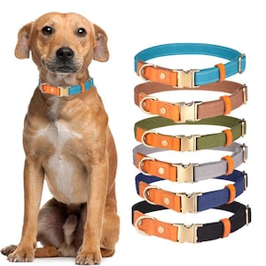 Personligt hundhalsband lasergraverat: Slitstarkt nylon, anpassad ID-bricka med namn