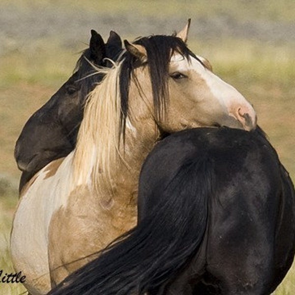 Lean On Me - Wild Horses - Fine Art Photograph