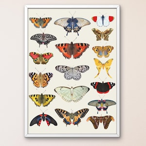 Printable Butterfly Print, Butterfly Wall Art, Neutral Farmhouse Wall Decor, Antique Butterfly Drawing, Art Digital Download
