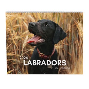 May include: A 2026 Labrador wall calendar showing a black Labrador Retriever with a red collar, set against a backdrop of golden wheat. The calendar is spiral-bound and includes the word "LABRADORS" in large white letters.