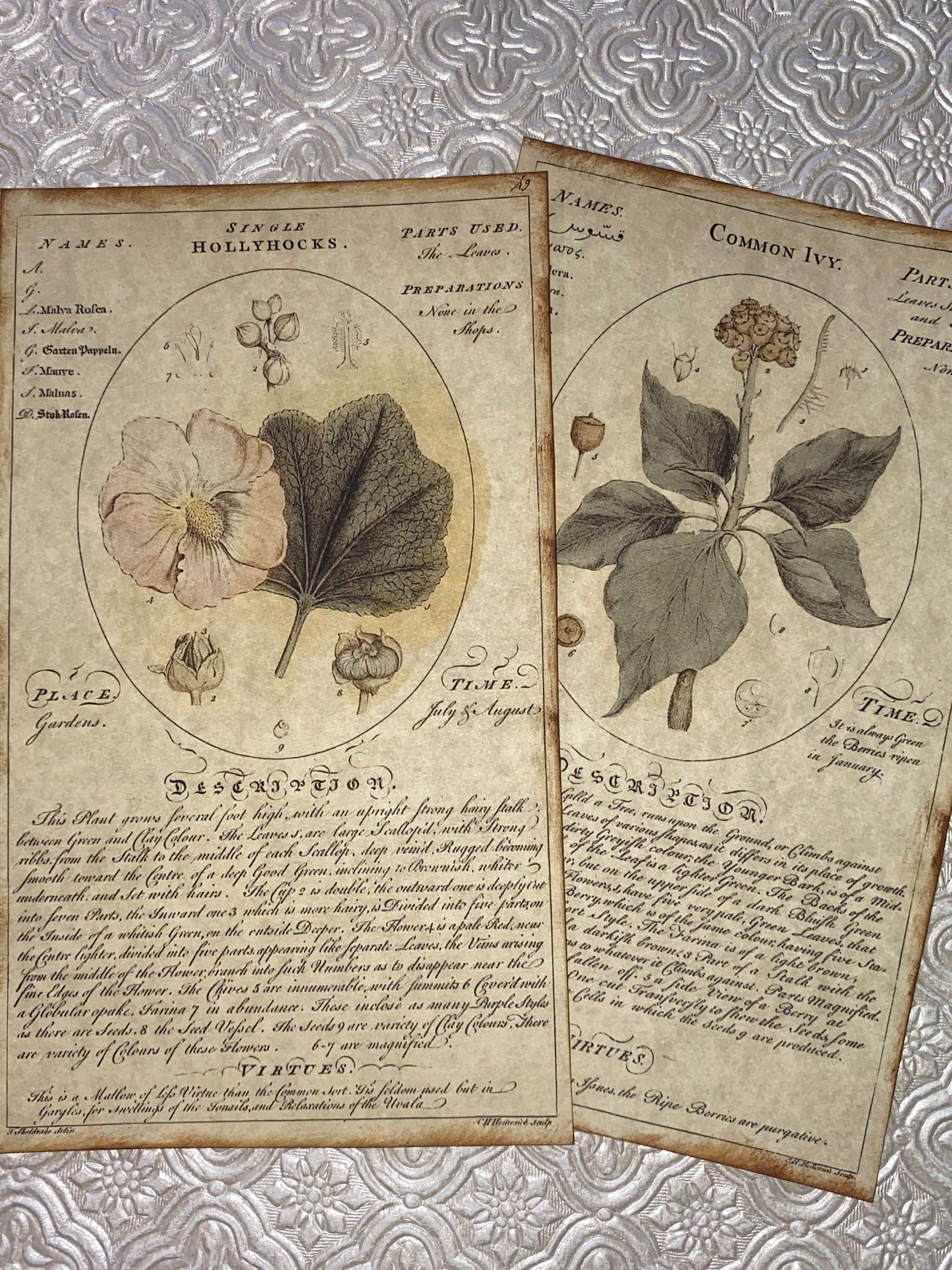 Botanical Ephemera Bundle, Vintage Inspired, 80lb Ivory Cardstock 