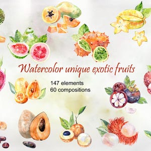 Aquarell tropische einzigartige Früchte Clipart, png.