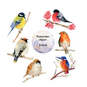 Aquarelle oiseaux clipart, png.