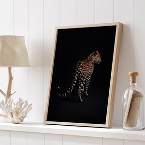 May include: A black and white photograph of a leopard standing in a dark setting. The leopard is facing to the right and its tail is curled behind it.