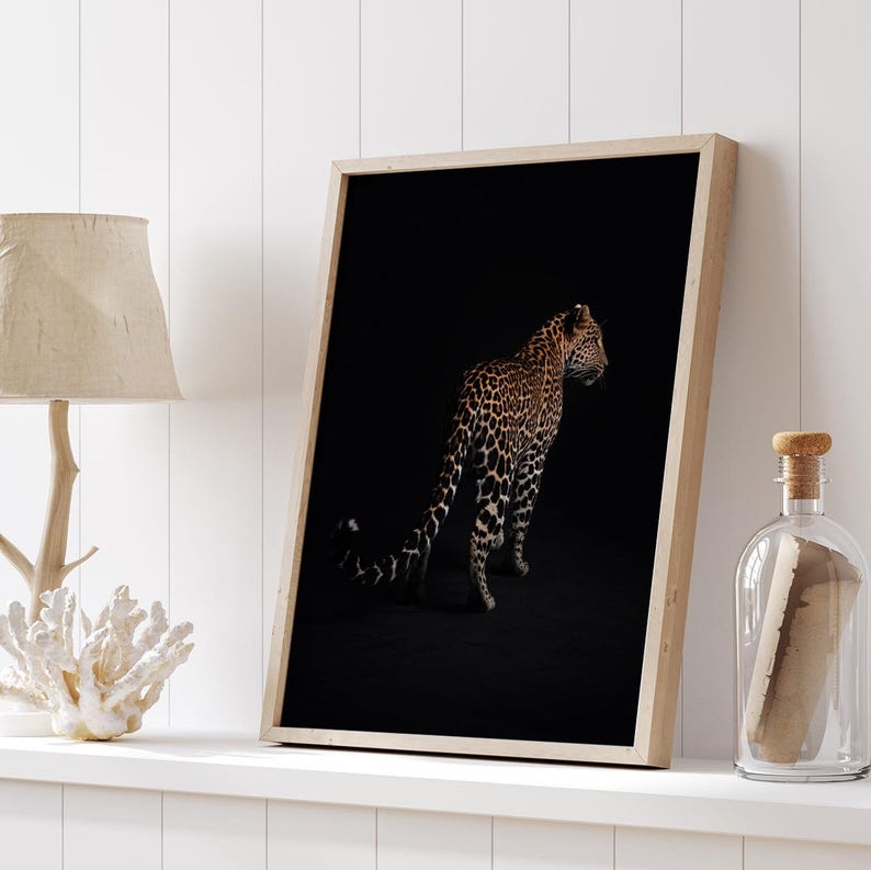 May include: A black and white photograph of a leopard standing in a dark setting. The leopard is facing to the right and its tail is curled behind it.