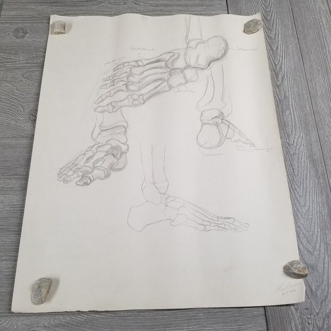 VTG 1960s Art Pencil Drawing Signed Skeleton Bones Foot Anatomy ...
