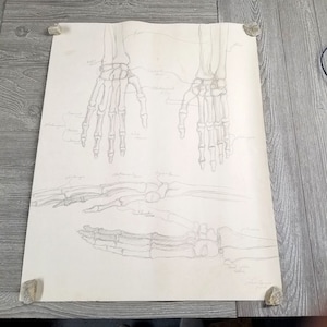 Vintage 1960s Art Pencil Drawing Signed Skeleton Bones Anatomy Halloween 18x24, medical art