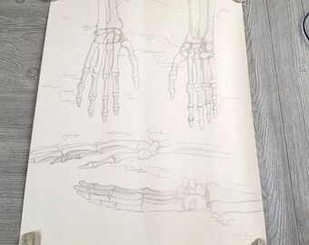 Vintage 1960s Art Pencil Drawing Signed Skeleton Bones Anatomy Halloween 18x24, medical art