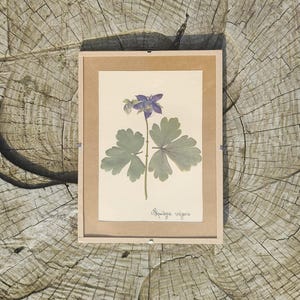 Floral frame _ Herbarium _ Columbine