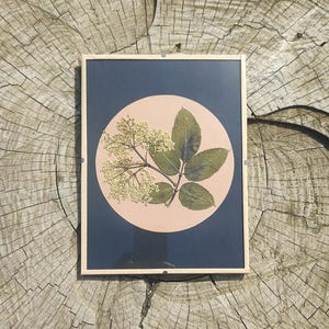 Floral frame _ Herbarium _ The Black Elderberry