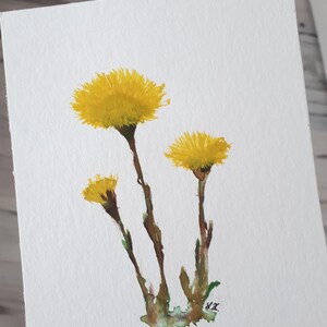 Huflattich Frühling Bild Aquarell Illustration Botanik Blume gelb Original Tussilago Floral