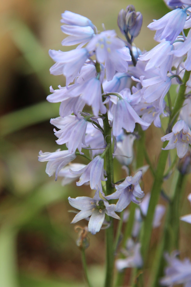 Hyacinthoides nonscripta Wood Hyacinth Flower Bulbs Etsy