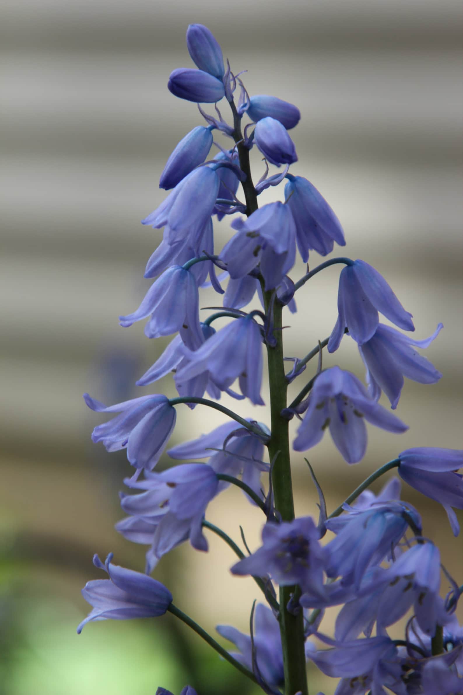 Hyacinthoides non-scripta