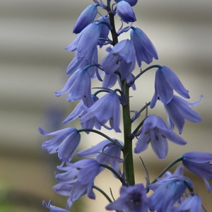 Hyacinthoides non-scripta (Wood Hyacinth) Flower Bulbs, Spanish Bluebell Mix of 6 Bulbs, Flowering Plants, Flower Gifts, Mother's Gift