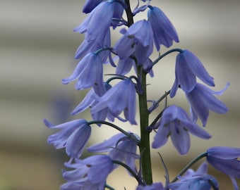 Hyacinthoides non-scripta (Wood Hyacinth) Flower Bulbs, Spanish Bluebell Mix of 6 Bulbs, Flowering Plants, Flower Gifts, Mother's Gift