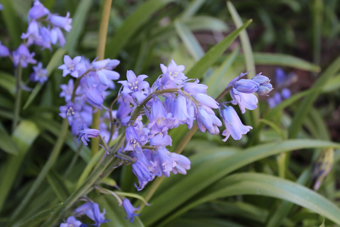 Hyacinthoides Nonscripta wood Hyacinth Flower Bulbs Etsy Canada