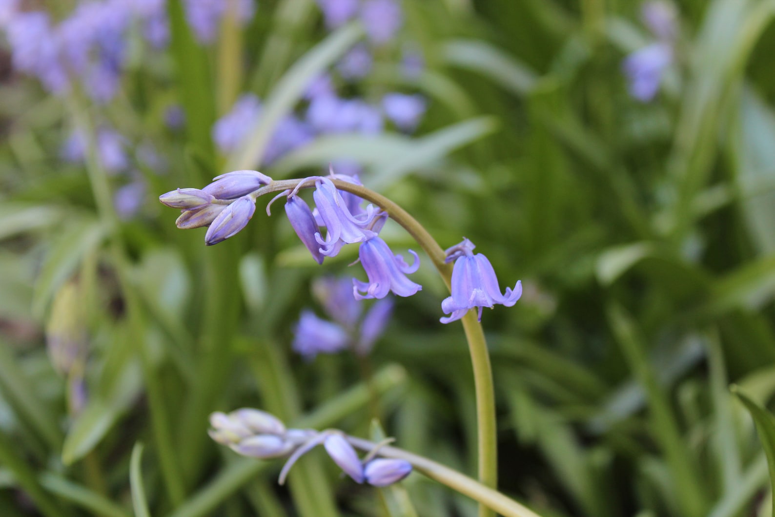 Hyacinthoides Nonscripta wood Hyacinth Flower Bulbs Etsy Canada