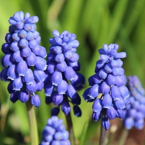 10 Grape Hyacinth Armeniacum Bulbs, Planting Flowers Outdoors, Bulbs for Planting, Potting Plants, Flowering Plant, Planting Gifts for Her image 1