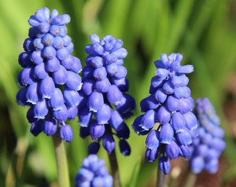 May include: Close-up of four blue grape hyacinth flowers in bloom. The flowers are clustered together and have a delicate, bell-shaped appearance.