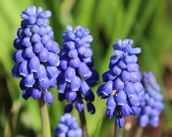 10 Grape Hyacinth (Armeniacum) Bulbs, Planting Flowers Outdoors, Bulbs for Planting, Potting Plants, Flowering Plant, Planting Gifts for Her