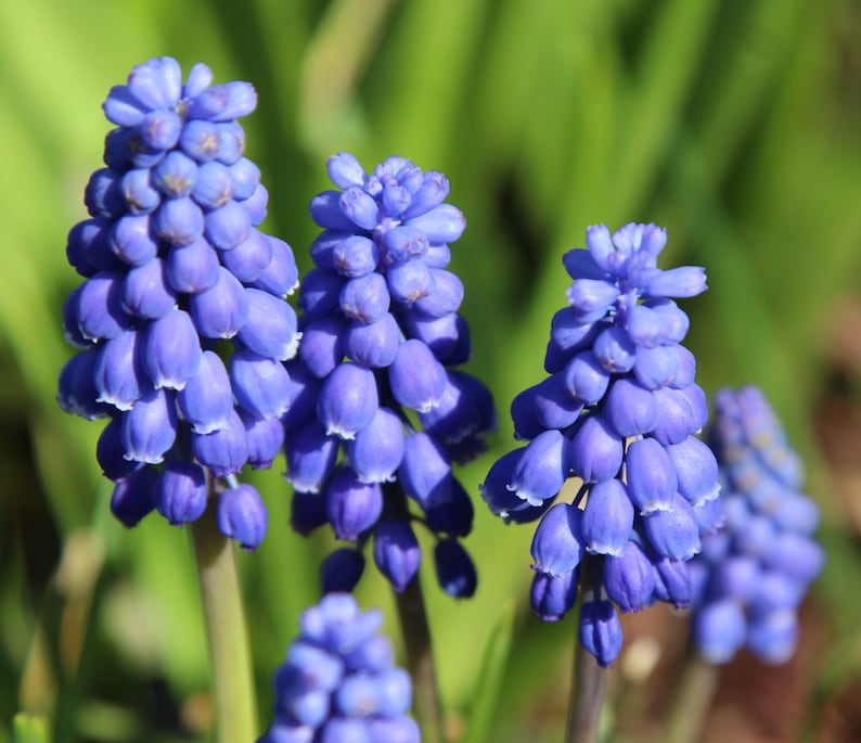 10 Grape Hyacinth Armeniacum Bulbs, Planting Flowers Outdoors, Bulbs for Planting, Potting Plants, Flowering Plant, Planting Gifts for Her image 1