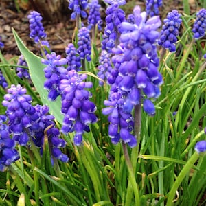 10 Grape Hyacinth Armeniacum Bulbs, Planting Flowers Outdoors, Bulbs for Planting, Potting Plants, Flowering Plant, Planting Gifts for Her image 4