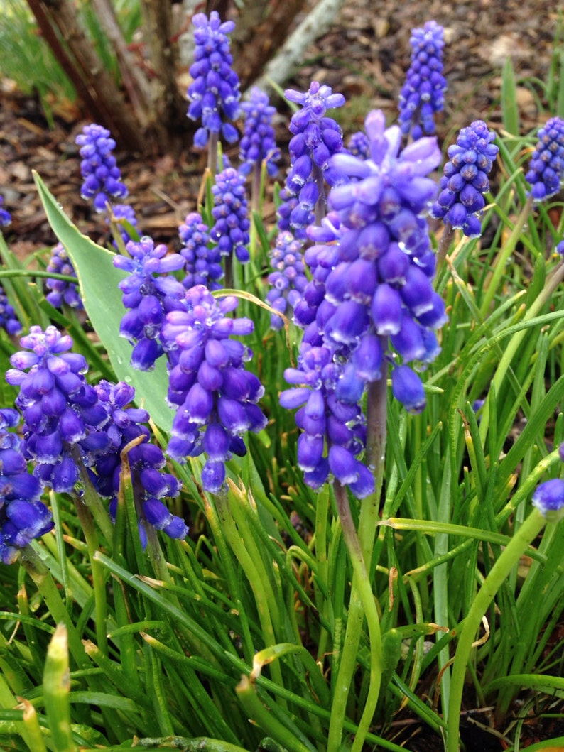 10 Grape Hyacinth Armeniacum Bulbs, Planting Flowers Outdoors, Bulbs for Planting, Potting Plants, Flowering Plant, Planting Gifts for Her image 4