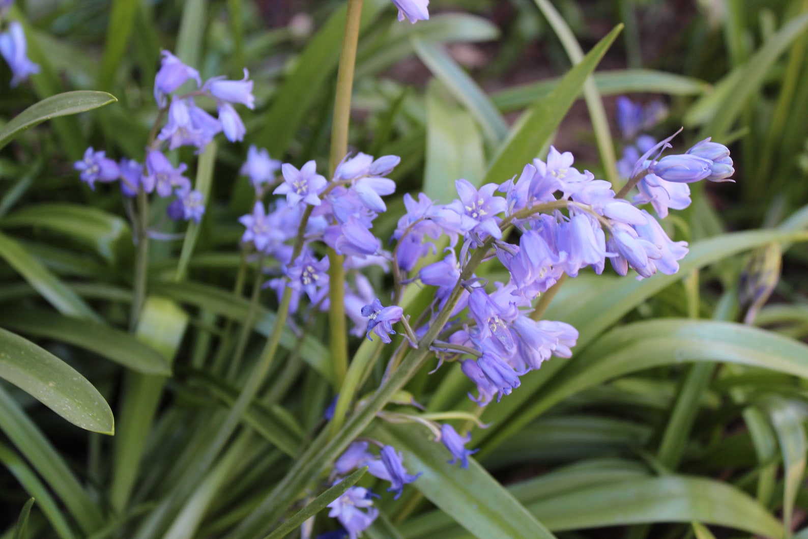 Hyacinthoides Nonscripta wood Hyacinth Flower Bulbs Etsy Canada