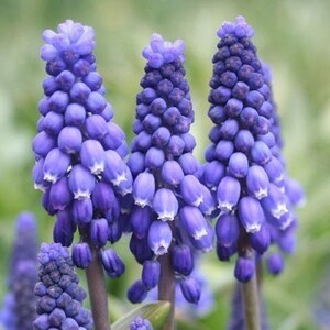 10 Grape Hyacinth Armeniacum Bulbs, Planting Flowers Outdoors, Bulbs for Planting, Potting Plants, Flowering Plant, Planting Gifts for Her image 3