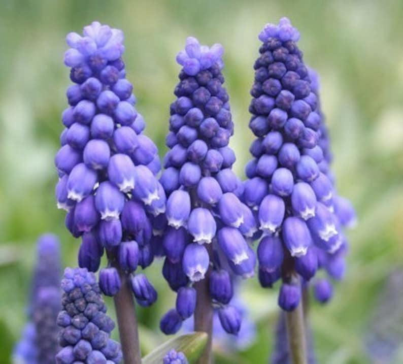 10 Grape Hyacinth Armeniacum Bulbs, Planting Flowers Outdoors, Bulbs for Planting, Potting Plants, Flowering Plant, Planting Gifts for Her image 3